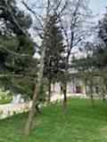 sevketiye cami ve orman yolu (17)