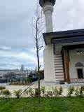 sevketiye cami ve orman yolu (2)
