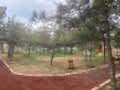 sevketiye cami ve orman yolu (36)